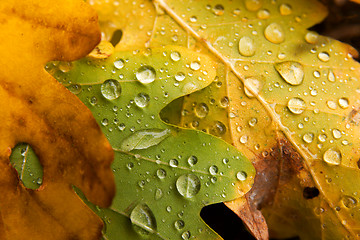 Image showing Leaves