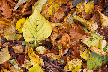 Image showing Leaves