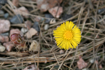 Image showing Tussilago farfara