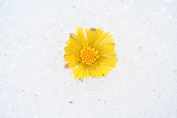 Image showing Tussilago farfara