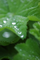 Image showing Rain drops