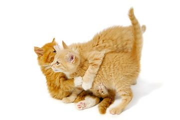 Image showing Fighting kittens