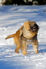 Image showing Shaking dog