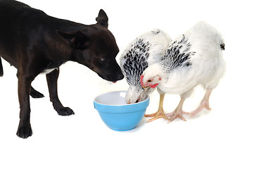 Image showing Puppy dog and chicken eating