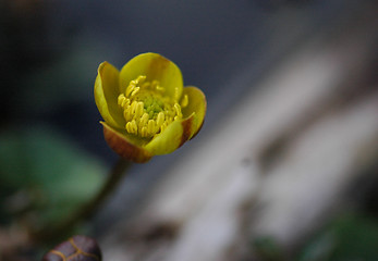 Image showing Yellow flower