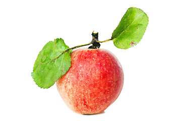 Image showing Beautiful ripe apples