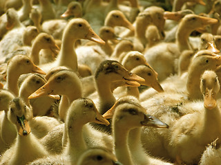 Image showing A lot of ducklings