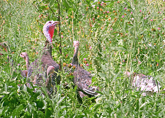 Image showing Family turkeys