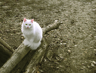 Image showing White cat sitting