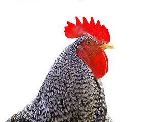 Image showing Rooster isolated