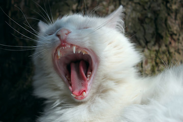 Image showing White cat yawns