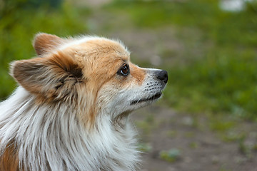 Image showing Dog outdoors