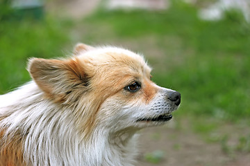 Image showing Dog outdoors (II)