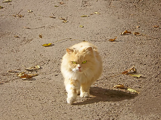 Image showing City cat