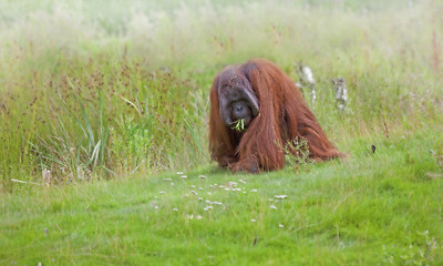 Image showing Orangutan