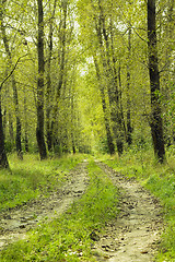 Image showing Road in the autumn