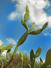 Image showing Reach for the Sky