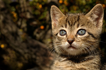 Image showing Pensive Kitty