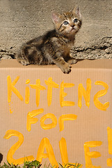 Image showing Kittens for Sale