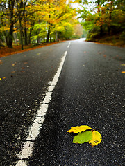 Image showing Leafs on the road