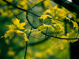 Image showing Autumn leafs