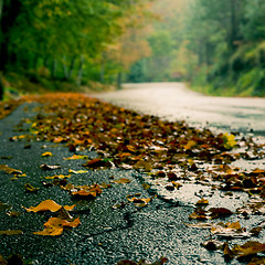 Image showing Autumn landscape