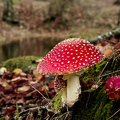 Image showing  Amanita poisonous mushroom