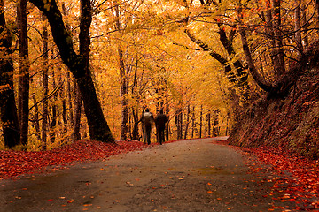 Image showing Hiking