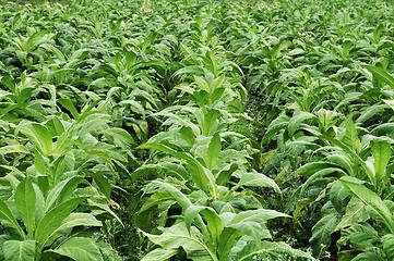 Image showing Tobacco farming