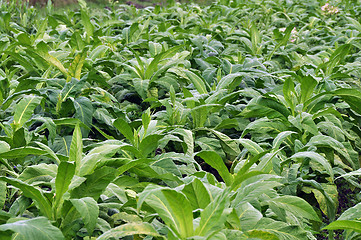 Image showing Tobacco farming