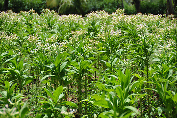 Image showing Tobacco farming