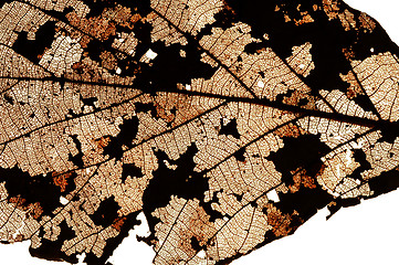 Image showing Dry leaf
