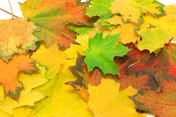 Image showing Autumn leaves