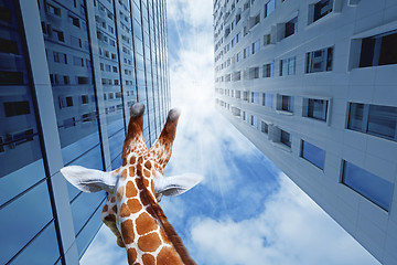 Image showing Giraffe in the city