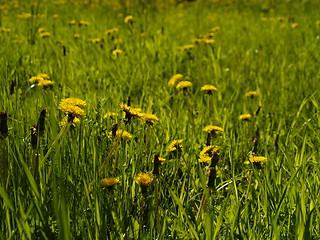 Image showing Dandelion close-up