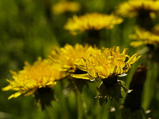 Image showing Dandelion close-up