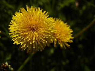 Image showing Dandelion close-up