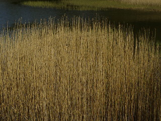 Image showing water plants in meadow