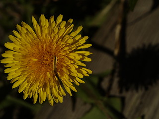 Image showing Dandelion close-up