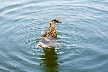 Image showing Wild duck