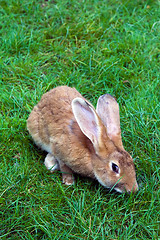 Image showing Rabbit on a grass