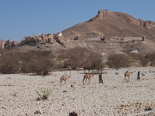 Image showing Desert travelers