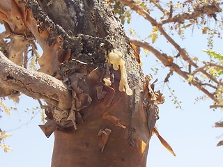 Image showing Frankincense sap