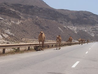 Image showing Camels in Oman