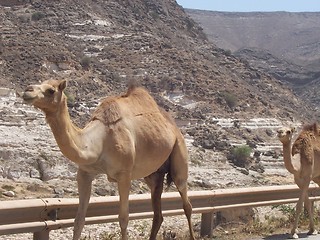 Image showing Mother and baby camel