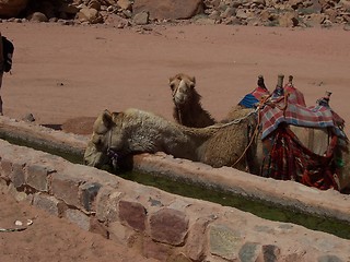 Image showing Camels drinking