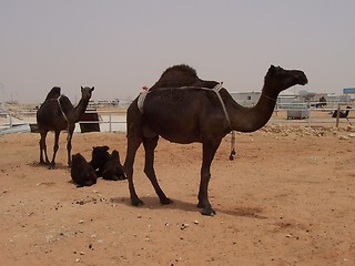 Image showing Camels in Riyadh