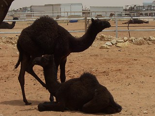 Image showing Baby Camels