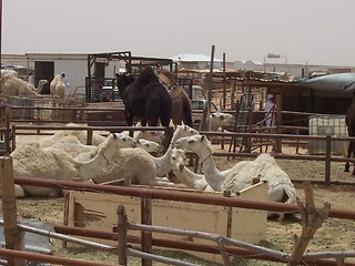 Image showing White camels in Saudi Arabia