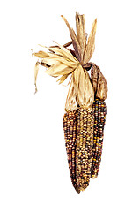 Image showing Indian Corn, or Maize